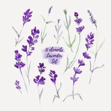 Set Lavender flowers elements. Botanical illustrations are drawn by hand Stock Illustration