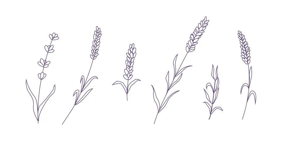 Set of lavender flowers elements. Botanical illustration. Collection of laven Stock-Illustration