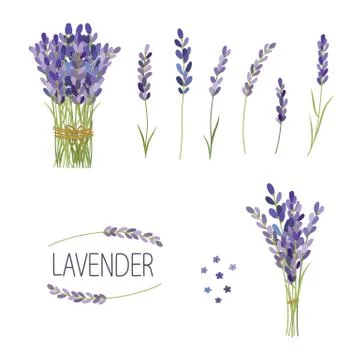 Set of lavender flowers elements. Collection of lavender flowers on a white Stock Illustration