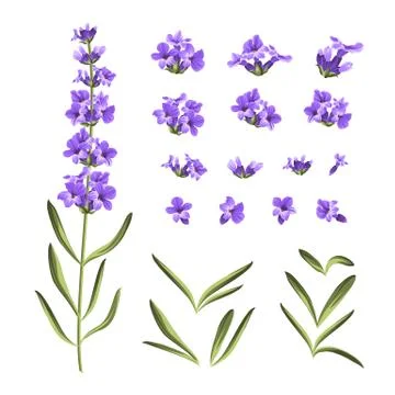 Set of lavender flowers elements Stock Illustration
