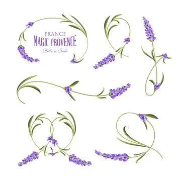 Set of lavender flowers elements Illustrazione stock