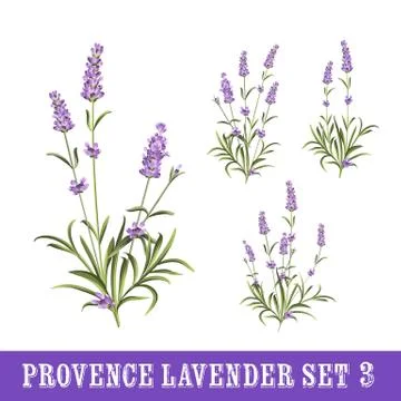 Set of lavender flowers elements Stock Illustration