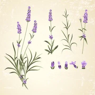 Set of lavender flowers elements Stock Illustration