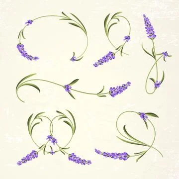 Set of lavender flowers elements Stock Illustration