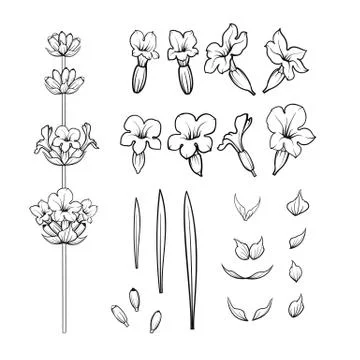 Set of lavender flowers elements. Illustrazione stock