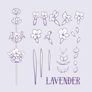 Set of lavender flowers elements. Stock Illustration