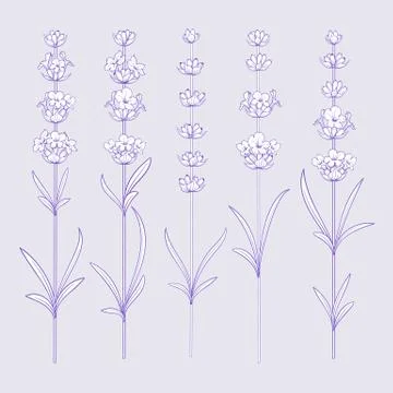 Set of lavender flowers elements. Stock Illustration