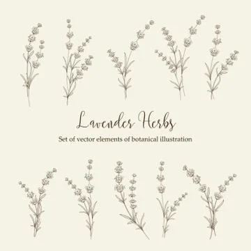 Set of lavender flowers elements. 스톡 일러스트