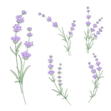Set of lavender flowers elements. 스톡 일러스트