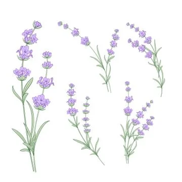 Set of lavender flowers elements. Illustrazione stock
