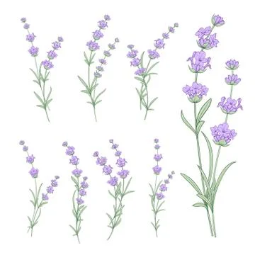 Set of lavender flowers elements. 스톡 일러스트