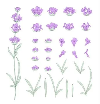 Set of lavender flowers elements. Stock Illustration