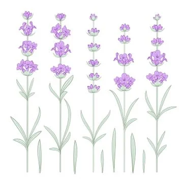Set of lavender flowers elements. Stock Illustration