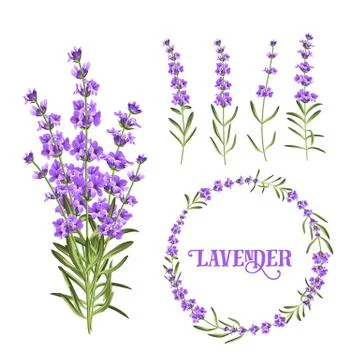 Set of lavender flowers elements. 스톡 일러스트