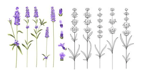 Set of lavender flowers elements. Stock Illustration