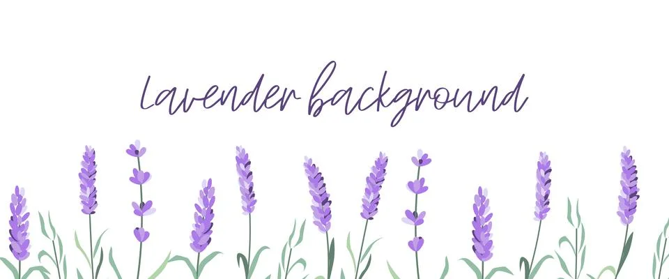 Set of lavender flowers elements. Lavender background. Collection of lavender Stock Illustration