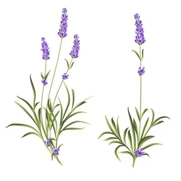 Set of lavender flowers Stock Illustration