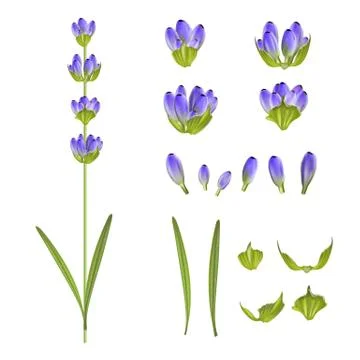 Set of lavender flowers. Stock Illustration