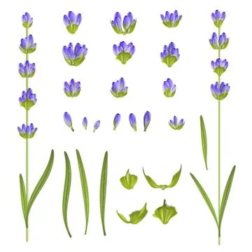 Set of lavender flowers. Stock Illustration
