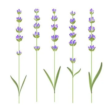 Set of lavender flowers. Stock Illustration