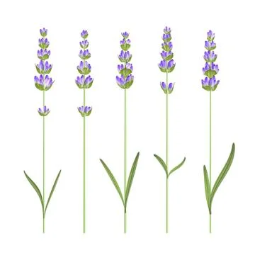 Set of lavender flowers. Stock Illustration