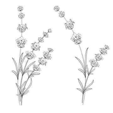 Set of lavender flowers. Stock Illustration
