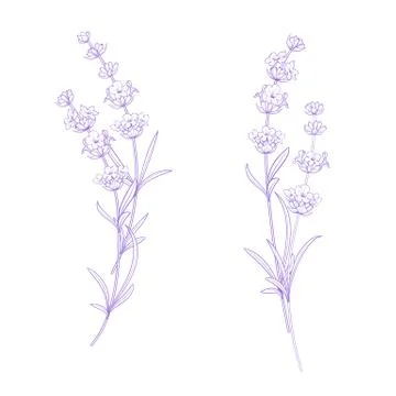 Set of lavender flowers. Stock Illustration