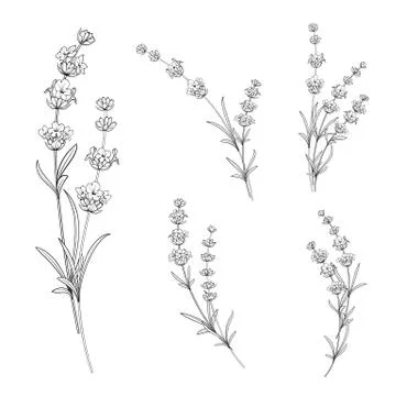 Set of lavender flowers. Illustrazione stock