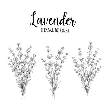 Set of lavender flowers. 스톡 일러스트