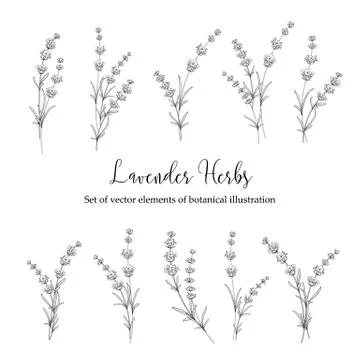Set of lavender flowers. 스톡 일러스트