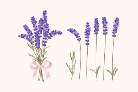 Set of lavender flowers Stock Illustration