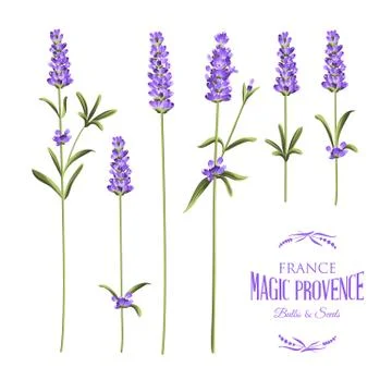 Set of lavender Stock Illustration