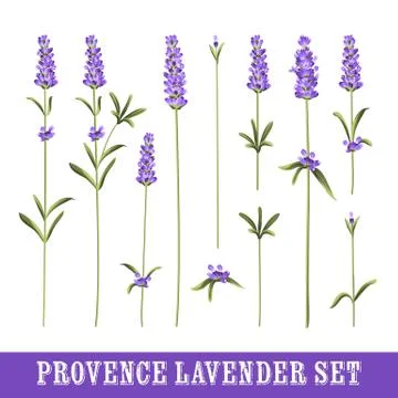 Set of lavender Stock Illustration