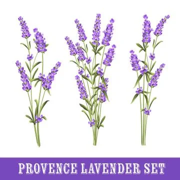 Set of lavender Stock Illustration
