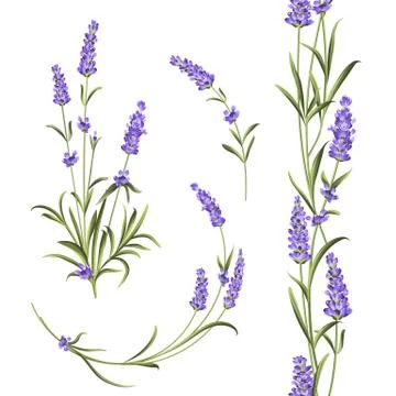 Set of lavender Stock Illustration
