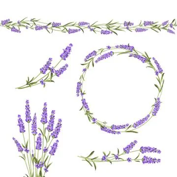 Set of lavender Stock Illustration