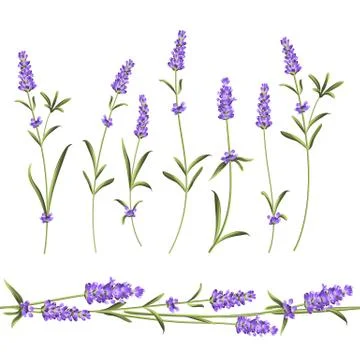 Set of lavender Stock Illustration