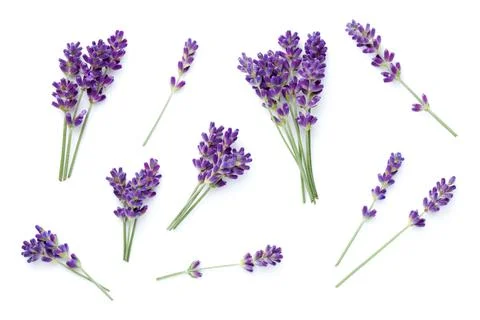 Set Of Lavender Isolated Over White Background Stock Photos
