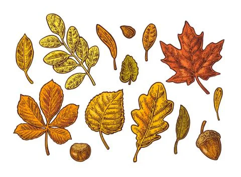 Set leaf, acorn, chestnut and seed. Vector vintage color engraved illustration Stock Illustration