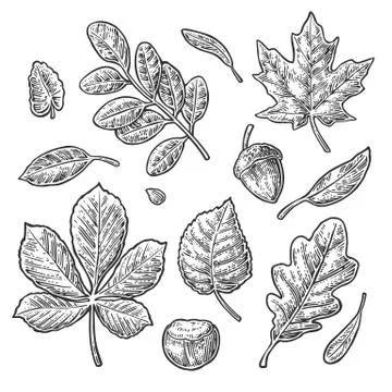 Set leaf, acorn, chestnut and seed. Vector vintage engraved illustration. Stock Illustration