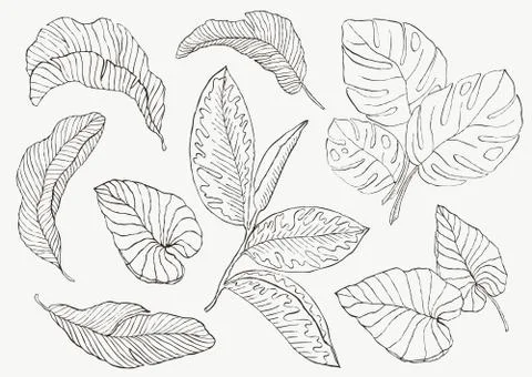 Set Leaf. Exotics. Vintage vector botanical illustration Stock Illustration