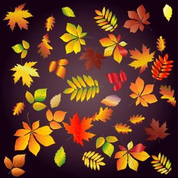 Set leaf fall from bright, colorful autumn leaves on a dark background. Chest Illustrazione stock