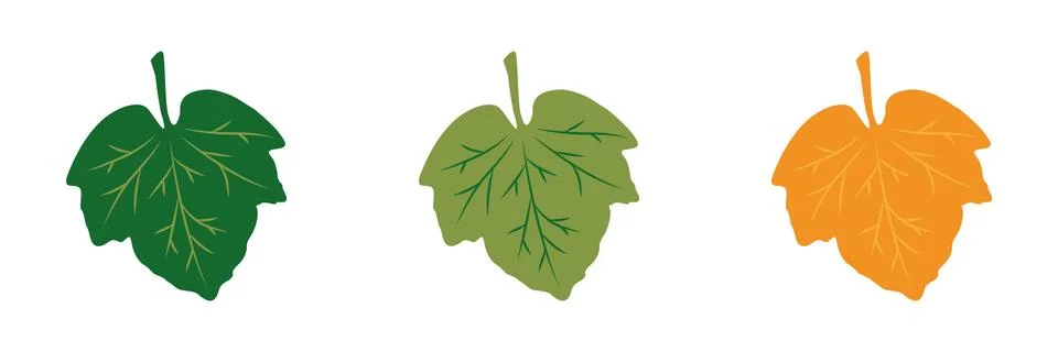 Set of leaf isolated on white background. Flat design style. Vector illustration Illustrazione stock