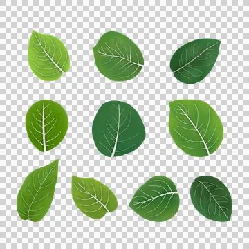 Set of Leaf margins, the structure or appearance of the margins of the leaves Stock Illustration