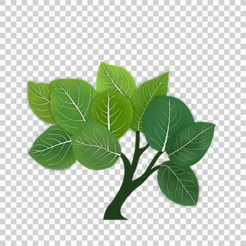 Set of Leaf margins, the structure or appearance of the margins of the leaves Illustrazione stock