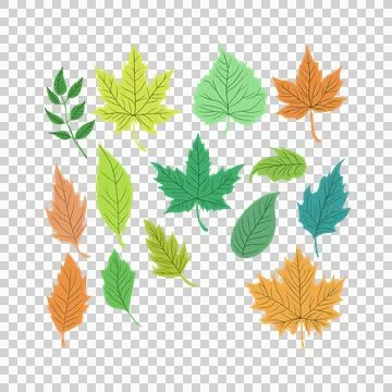 Set of Leaf margins, the structure or appearance of the margins イラスト素材