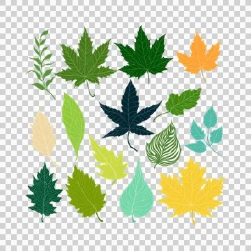 Set of Leaf margins, the structure or appearance of the margins of the leaves Stock Illustration