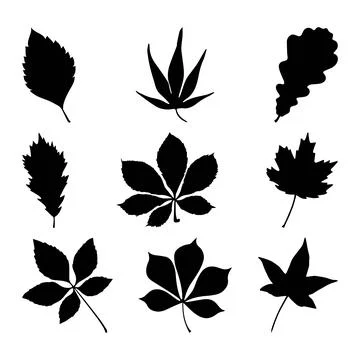 Set of leaf silhouettes. The image of the leaves in black in vector Stock Illustration