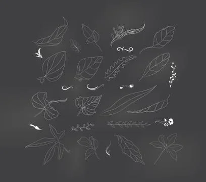 Set of leaf sketch Stock Illustration