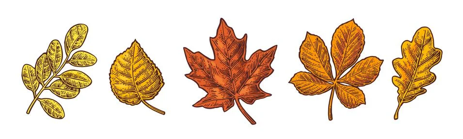 Set leaf. Vector vintage color engraved illustration. Stock Illustration
